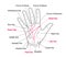 Palmistry. Value lines on the human hand.