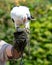 Palmnut Vulture, large white-black bird in safari park close up