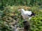 Palmnut Vulture, large white-black bird in safari park close up