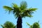 Palms against the blue sky