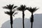 Palms as a silhouette, dead sea, Israel