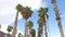 Palms at Barceloneta Beach, Barcelona