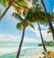 Palms in Bas du Fort shore