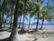 Palms On the Beach