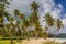 Palms at a beach in Las Galeras, Dominican Republ