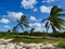 palms on the beach at summer