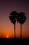 Palms on the beauty sunset sky background,Thailand