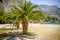 Palms with big green leaves on the european beach on sunny holiday day, visible port, harbour