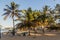 Palms at Cabarete beach, Dominican Republ