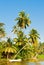 The palms close to water in sunny day