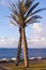 Palms, coast of Mediterranean Sea