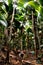 Palms of Coco de Mer (Lodoicea maldivica) in VallÃ©e de Mai Nature Reserve park in Praslin Island.