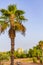 Palms coconut trees with sunrise Canary Spanish island Tenerife Africa