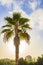 Palms coconut trees with sunrise Canary Spanish island Tenerife Africa