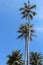 Palms compete in height