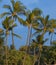 Palms in deep blue sky
