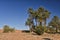 Palms in desert Sahara, Morocco