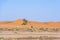 Palms in the dessert. Palm trees in the sand dune of Sahara, Morocco.