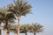 Palms, Egypt, sharm el sheikh