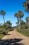 Palms on El Palmar National Park, Argentina