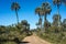 Palms on El Palmar National Park, Argentina