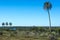 Palms on El Palmar National Park, Argentina