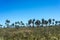 Palms on El Palmar National Park, Argentina