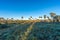 Palms on El Palmar National Park, Argentina