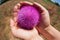 In the palms of female hands a large thistle flower, macro photography, concept medicinal plant, against the background of