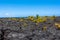 Palms growing on the lava flow, Hawaii