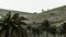 Palms in Haria, Lanzarote, Canary Islands