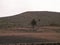 Palms in Haria, Lanzarote, Canary Islands