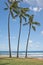 Palms in Hawaii Poipu beach landscape