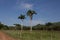 Palms and hills in Cuba