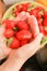 Palms holds freshly harvested red strawberries