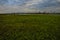 Palms landscape in La Estrella Marsh,