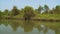 Palms and mangrove shrubs on Kangy River, Myanmar