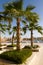 Palms in the marina of El gouna