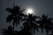 Palms in moonlight
