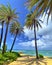 Palms and ocean in Hawaii