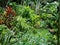 Palms, orchids and other plants at Garden Of The Sleeping Giant, popular attraction, Fiji