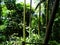 Palms, orchids and other plants at Garden Of The Sleeping Giant, popular attraction, Fiji