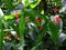 Palms, orchids and other plants at Garden Of The Sleeping Giant, popular attraction, Fiji