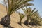 Palms, palm tree Sea Point Promenade Cape Town South Africa