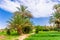 Palms and plantation in a moroccan oasis, Tinghir