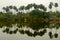 Palms and reflections in Puthia, Bangladesh.