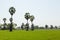 Palms in rice seeding plant