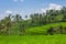 Palms and ricefield on Bali island.