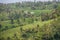 Palms and ricefield on Bali island.