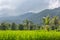 Palms and ricefield on Bali island.